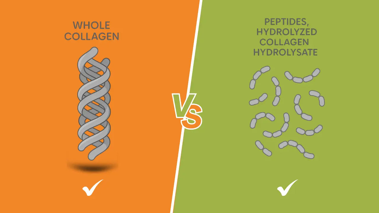 collagen-vs-collagen-peptides The Korean Style